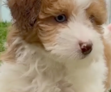 Havapoo Puppies For Sale Seaside Pups